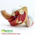 SELL 12447 Insert Bisected Male Genitalia Urnary Bladder Prostate Models